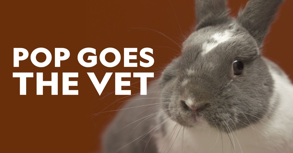 Watch Pop Goes the Vet TV Show Streaming Online Nat Geo TV