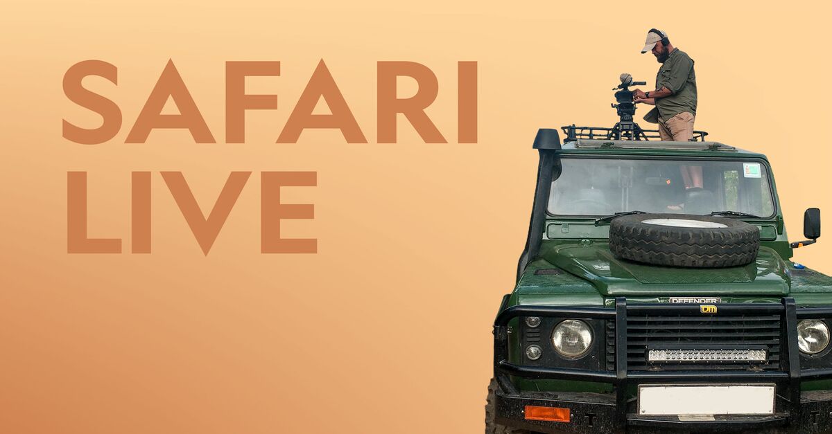 safari programme tv