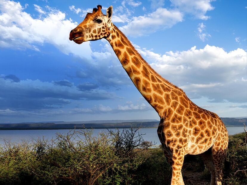 Saving Giraffes: The Long Journey Home