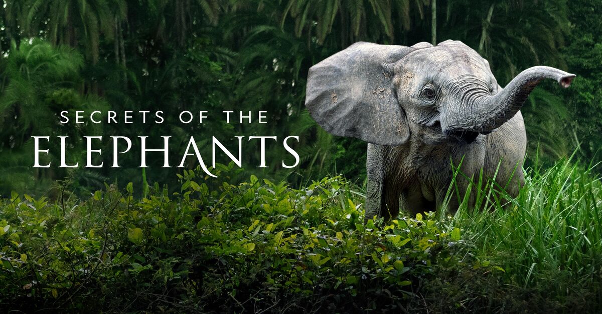 About Secrets Of The Elephants TV Show Series