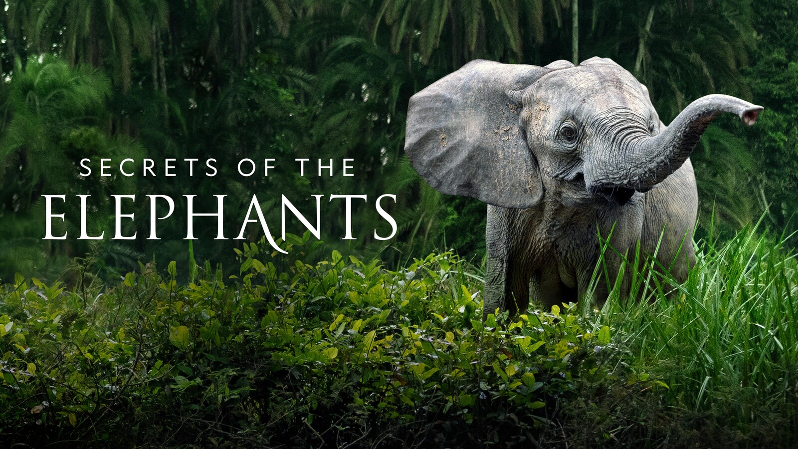 Watch Secrets of the Elephants TV Show - Streaming Online