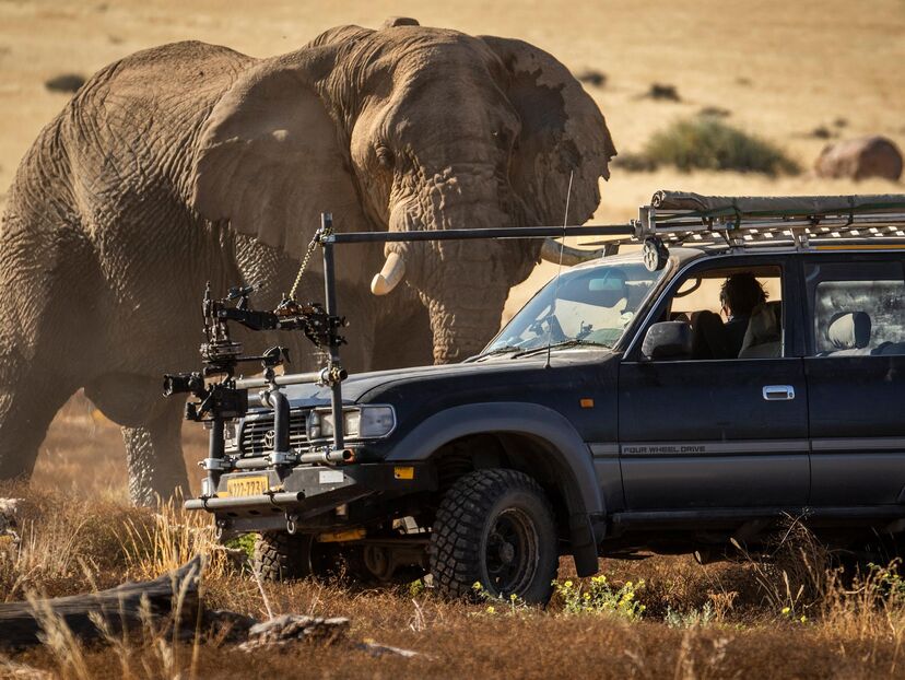 Secrets of the Elephants
