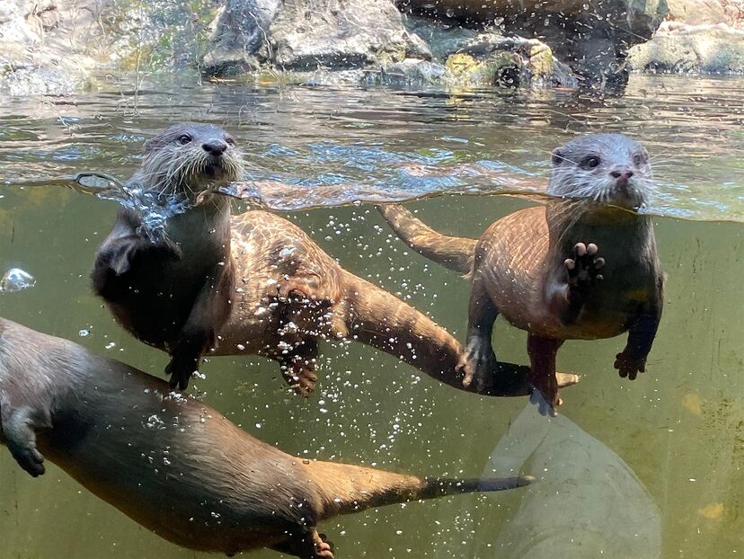 Secrets of the Zoo: Down Under