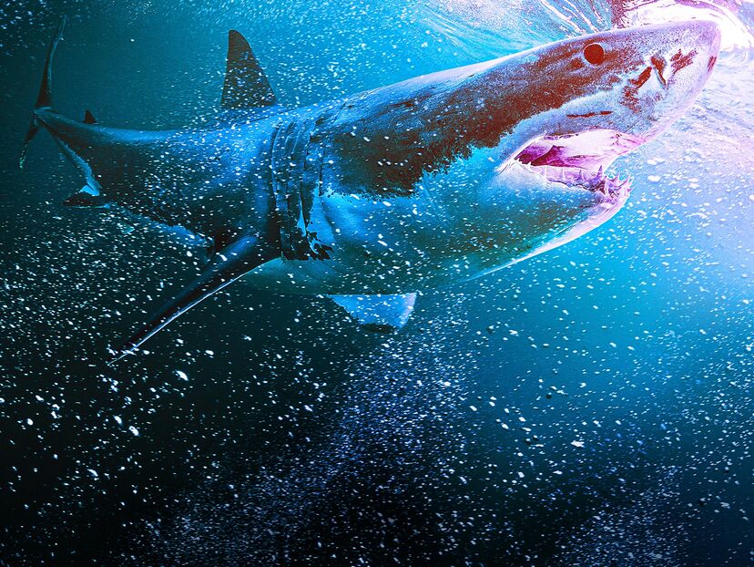 SharkFest Collection