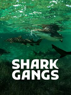 Shark Gangs