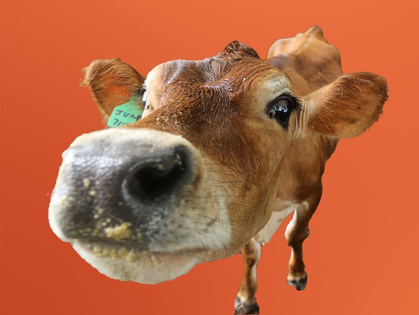 The Hatcher Family Dairy
