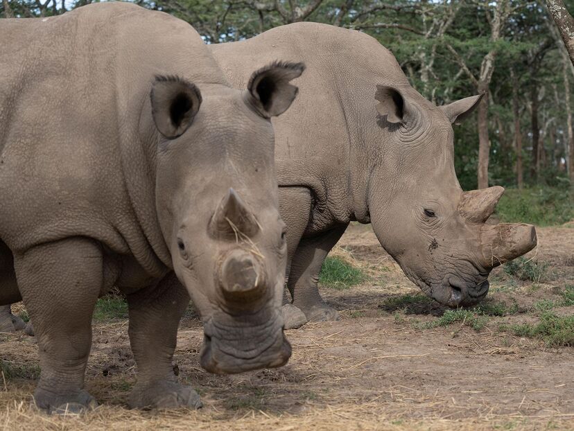 The Last Rhinos: A New Hope