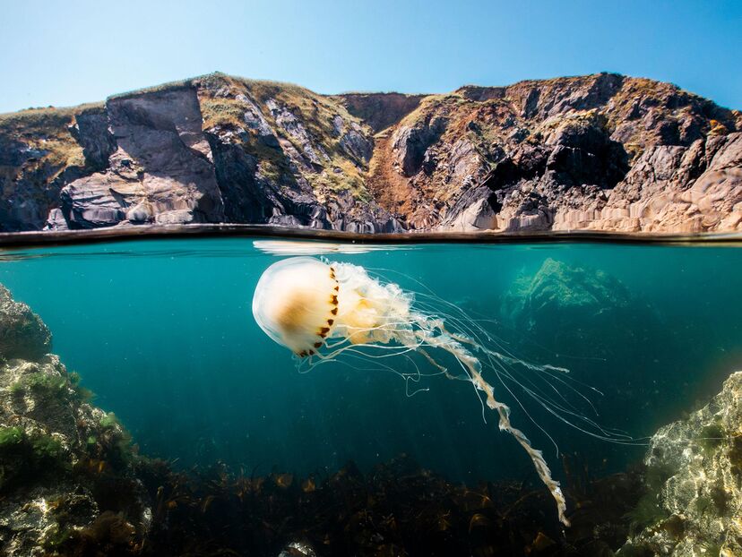 Ocean with David Attenborough