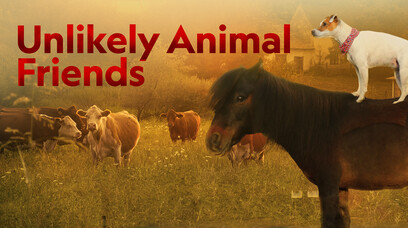 About Unlikely Animal Friends TV Show Series About Unlikely Animal Friends TV Show Series