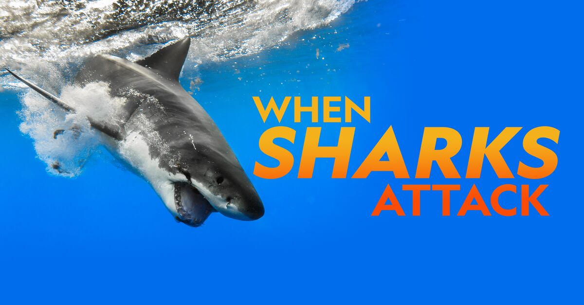 Watch When Sharks Attack TV Show Streaming Online Nat Geo TV