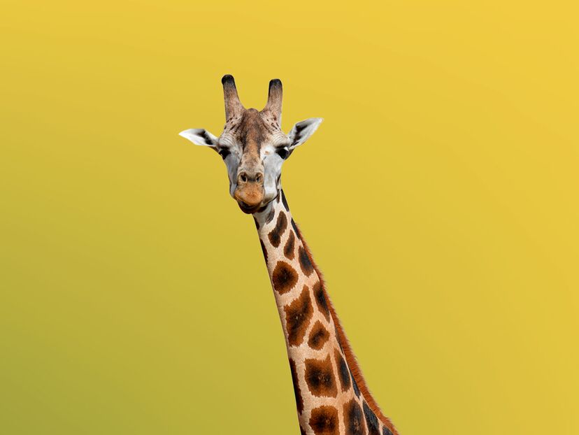 Secrets of the Zoo