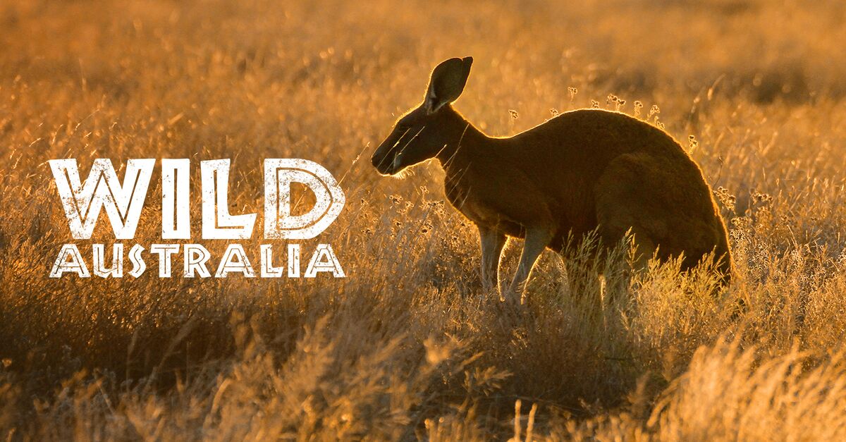 Wild Australia Full Episodes Watch Online