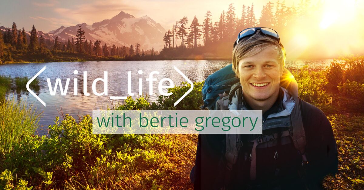 About Wild Life with Bertie Gregory TV Show Series