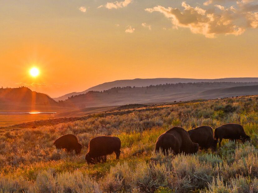 Wild Yellowstone