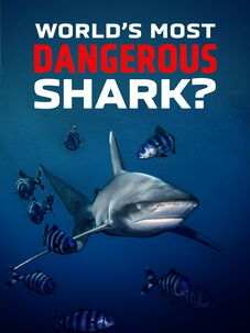 World's Most Dangerous Shark?
