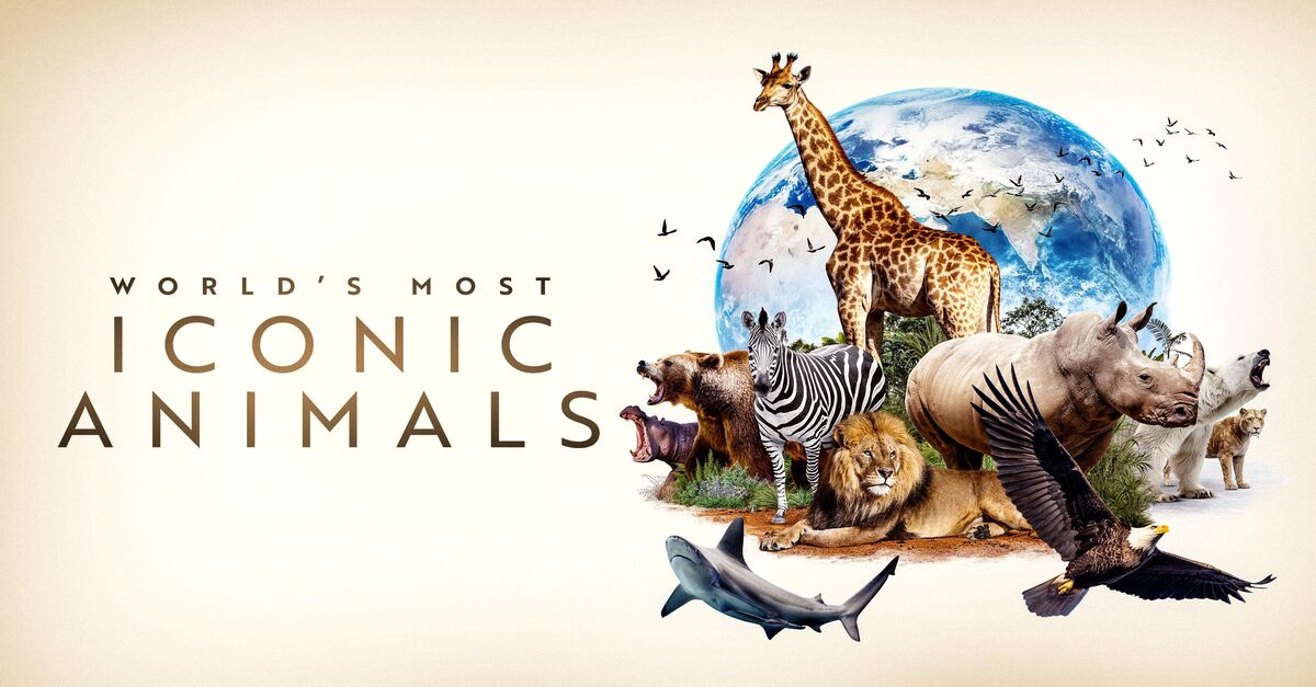 Watch World's Most Iconic Animals TV Show - Streaming Online | Nat Geo TV