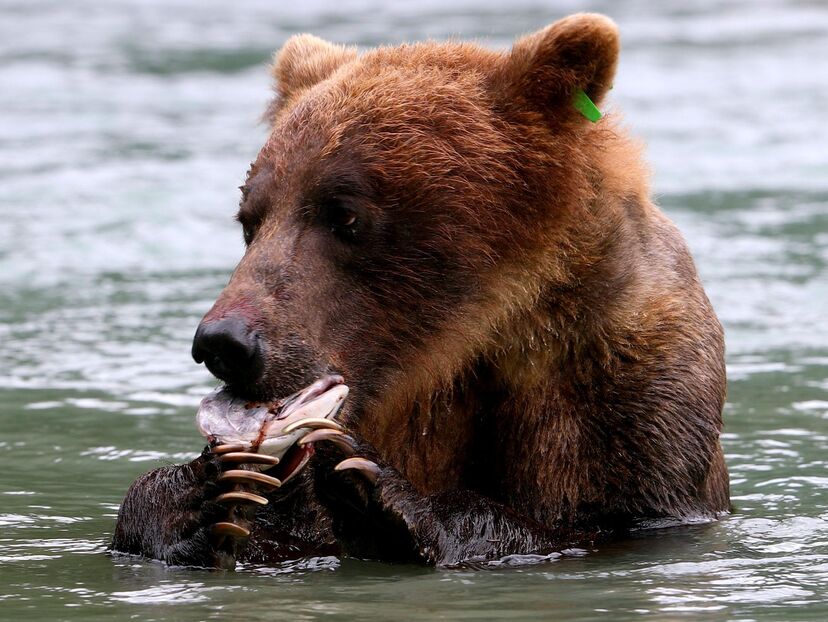 World's Most Iconic Animals