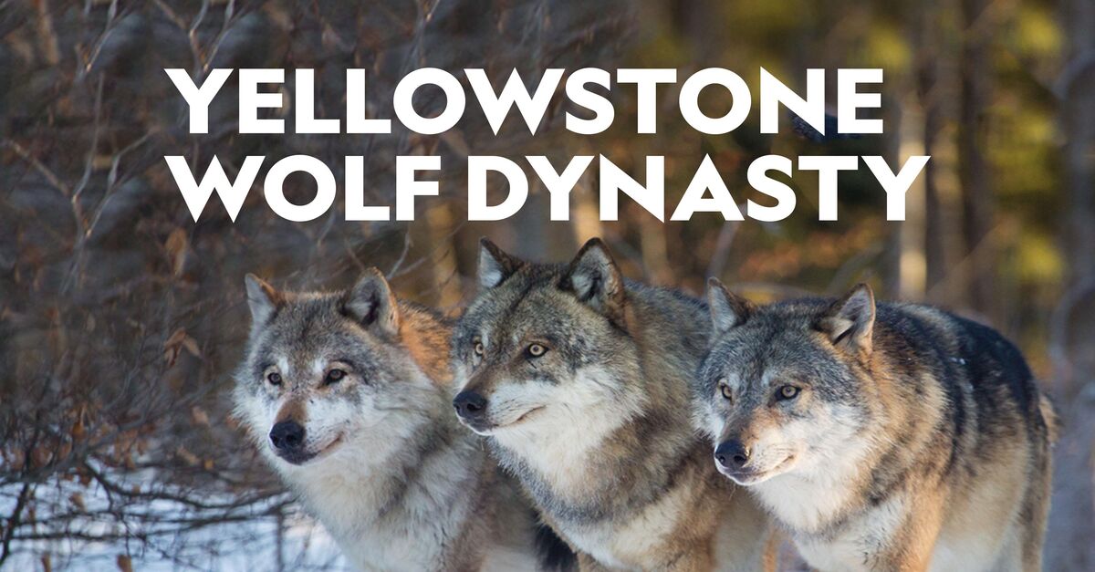 Watch Yellowstone Wolf Dynasty TV Show - Streaming Online | Nat Geo TV