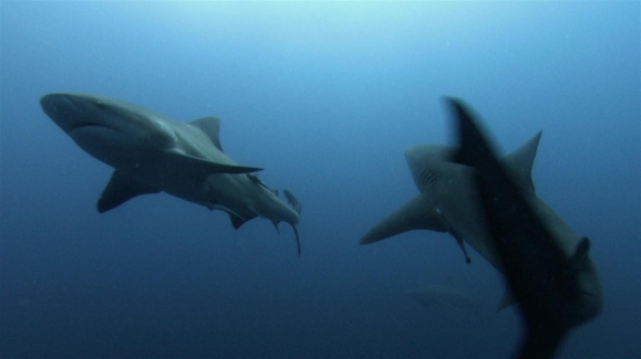Killers of the Deep