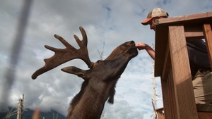 Wild Moose Chase