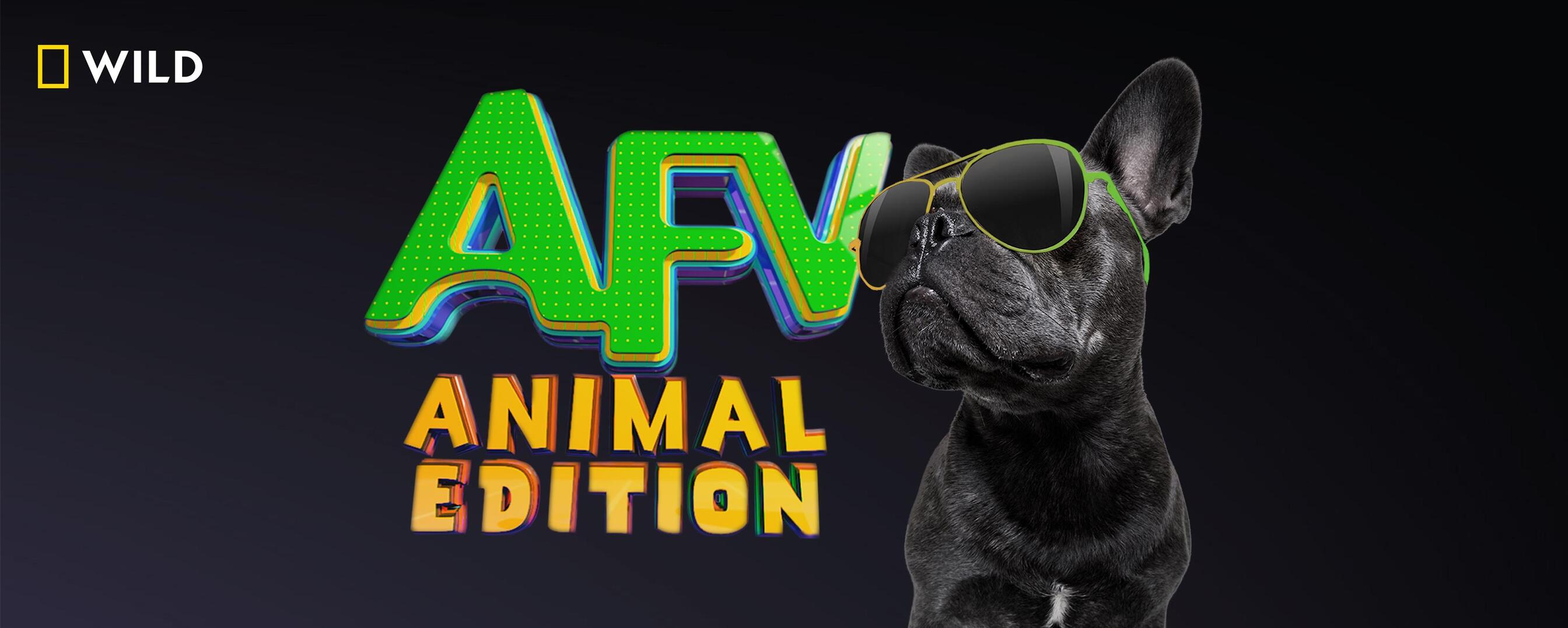 Watch America's Funniest Home Videos Animal Edition TV Show - Streaming  Online | Nat Geo TV