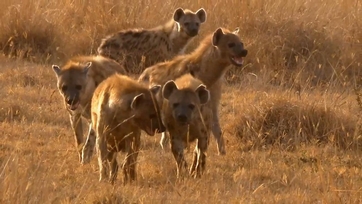 Watch Animal Fight Night Season 1 Episode 1 Savanna Smackdown Online