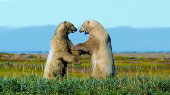 Watch Animal Fight Night Season 1 Episode 1 Savanna Smackdown Online