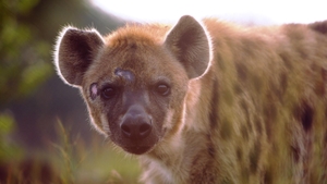 Watch Animal Fight Night TV Show - Streaming Online | Nat Geo TV Watch Animal Fight Night TV Show - Streaming Online | Nat Geo TV