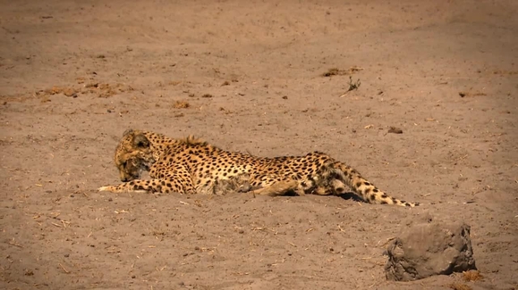 Warthogs, Hippos, Badgers