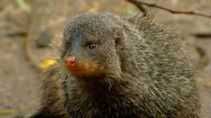 Watch Animal Fight Night TV Show - Streaming Online | Nat Geo TV Watch Animal Fight Night TV Show - Streaming Online | Nat Geo TV
