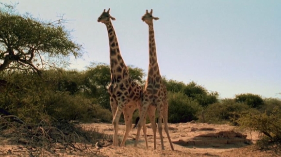 Watch Animal Fight Night Season 1 Episode 1 Savanna Smackdown Online