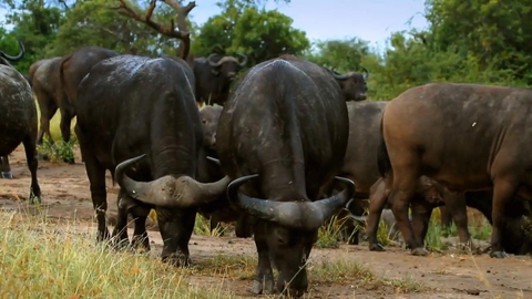 Watch Animal Fight Night Season 1 Episode 1 Savanna Smackdown Online