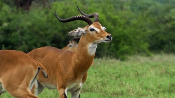 Watch Animal Fight Night Season 4 Episode 6 Sudden Death Online Watch Animal Fight Night Season 4 Episode 6 Sudden Death Online
