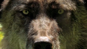 Watch Animal Fight Night TV Show - Streaming Online | Nat Geo TV Watch Animal Fight Night TV Show - Streaming Online | Nat Geo TV