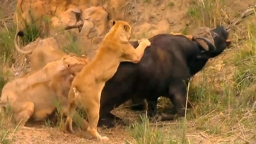 Watch Animal Fight Night Season 1 Episode 1 Savanna Smackdown Online