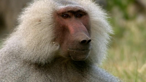 Watch Animal Fight Night Season 1 Episode 1 Savanna Smackdown Online