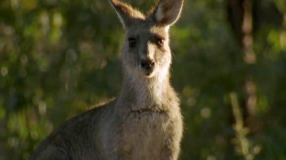 Watch Animal Fight Night Season 2 Episode 2 Kangaroos, Tigers, Octopus Online Watch Animal Fight Night Season 2 Episode 2 Kangaroos, Tigers, Octopus Online