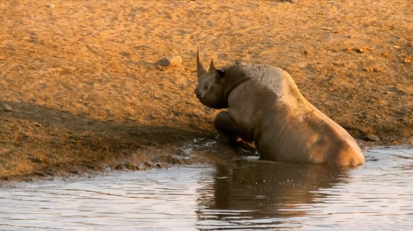 Africa's Deadliest