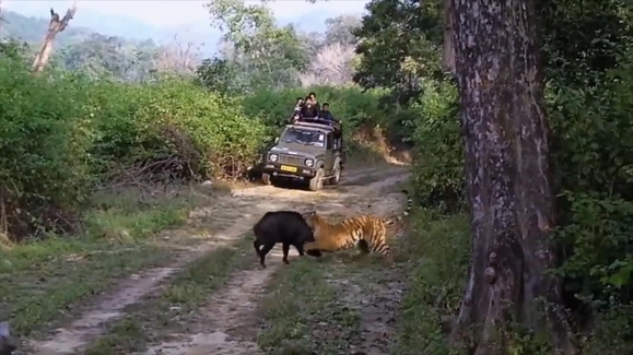 Watch Animals Gone Wild Season 2 Episode 6 Close Calls Online