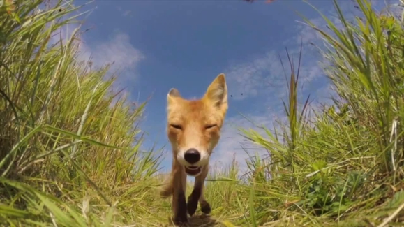 Watch Animals Gone Wild TV Show - Streaming Online | Nat Geo TV