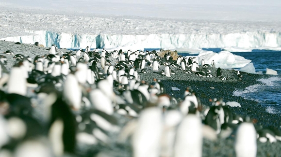 A Penguin Proposal