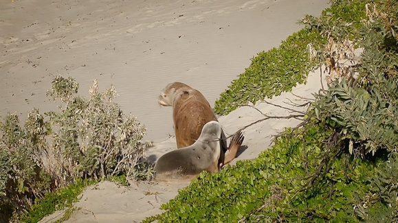 Island Babies