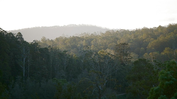 Bush Babies