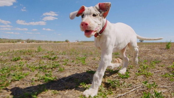 Watch Barkfest Season 4 Episode 12 Puppy Days What To Expect When You Re Expecting Puppies Online