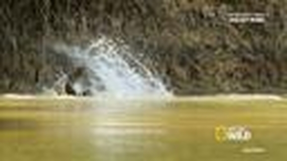 Jaguar vs. Croc