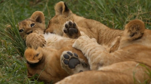 Game of Lions