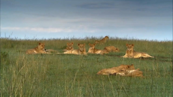 Fight For Life: Lion Pride Takeover