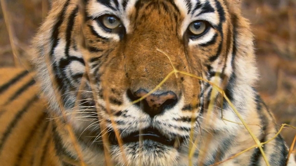 The World's Most Famous Tiger
