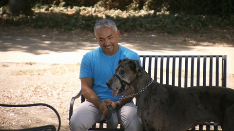 Cesar 911 2024 watch online