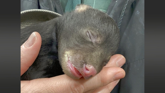 The Littlest Cub